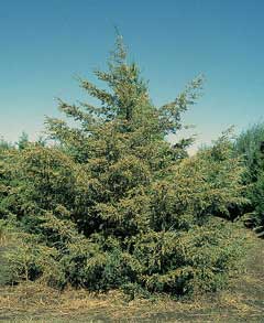 Juniperus virginiana Pencil Cedar, Eastern redcedar, Southern redcedar, Silver Cedar, Burk Eastern Red Cedar, Silver East