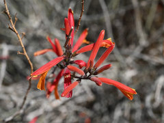 Justicia californica Chuparosa Justicia californica Chuparosa