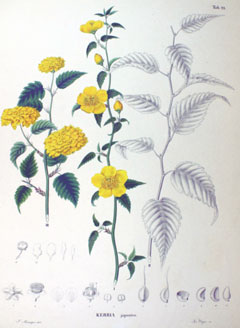 Kerria japonica Bachelor
