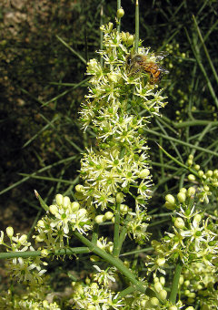 Koeberlinia spinosa Allthorn
