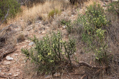 Koeberlinia spinosa Allthorn