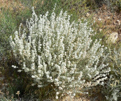 Krascheninnikovia lanata Winterfat