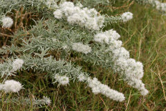 Krascheninnikovia lanata Winterfat