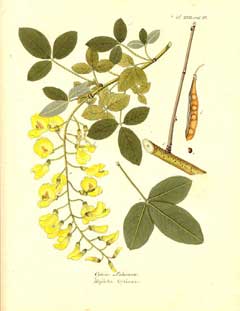 Laburnum anagyroides Laburnum, Golden chain tree