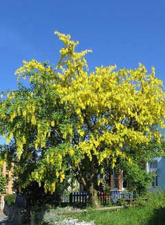 Laburnum_anagyroides Laburnum, Golden chain tree