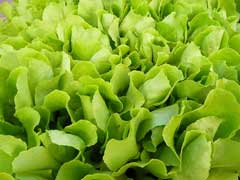 Lactuca sativa Lettuce, Garden lettuce