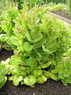 Lactuca sativa longifolia Cos Lettuce