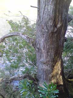 Lagarostrobus franklinii Huon Pine