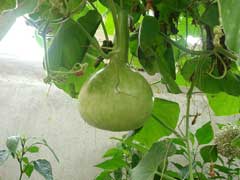 Lagenaria siceraria Bottle Gourd