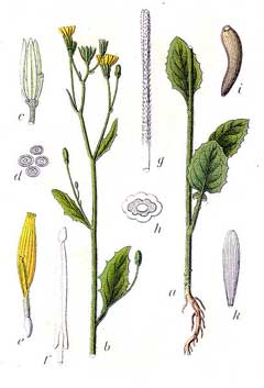 Lapsana communis Nipplewort, Common nipplewort