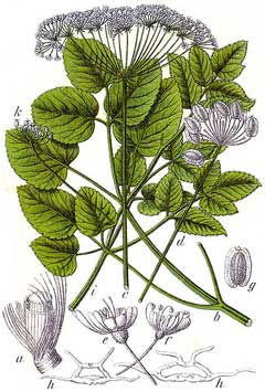 Laserpitium latifolium Laserwort