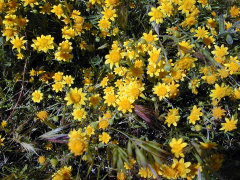 Lasthenia glabrata California Goldfields Lasthenia glabrata California Goldfields