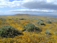 Lasthenia glabrata California Goldfields Lasthenia glabrata California Goldfields