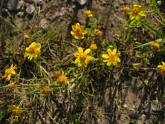 Lasthenia glabrata Yellowray Goldfields, Coulter