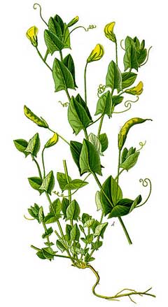 Lathyrus aphaca Yellow-Flowered Pea