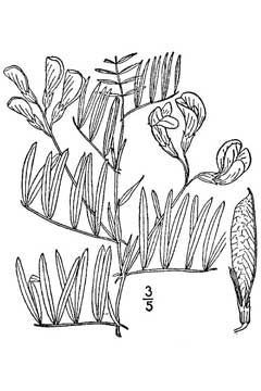 Lathyrus ornatus Bush Vetchling