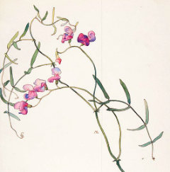 Lathyrus graminifolius Grassleaf Peavine Lathyrus graminifolius Grassleaf Peavine