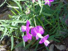 Lathyrus graminifolius Grassleaf Peavine Lathyrus graminifolius Grassleaf Peavine