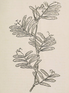 Lathyrus lanszwertii Thickleaf, or Aspen Peavine Lathyrus lanszwertii Thickleaf, or Aspen Peavine