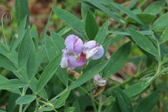 Lathyrus lanszwertii Thickleaf, or Aspen Peavine Lathyrus lanszwertii Thickleaf, or Aspen Peavine