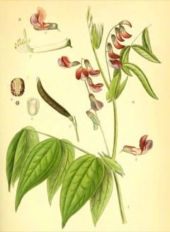 Lathyrus linifolius Bitter Vetch