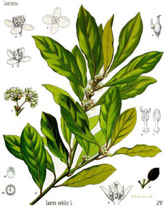 Laurus nobilis Bay Tree, Sweet bay, Grecian Laurel, True Laurel,