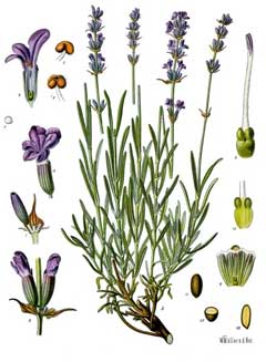 Lavandula angustifolia English Lavender, True Lavender