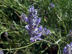 Lavandula latifolia Spike Lavender, Broadleaved lavender