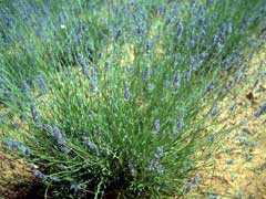 Lavandula latifolia Spike Lavender, Broadleaved lavender