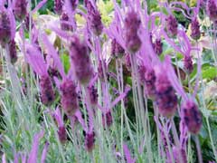 Lavandula stoechas French Lavender