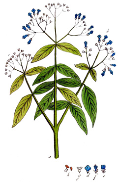 Lawsonia inermis Henna, Mignonette Tree