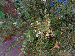 Lawsonia inermis Henna, Mignonette Tree