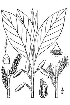 Leitneria floridana Corkwood