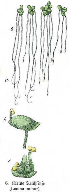 Lemna minor Duckweed,  Common duckweed