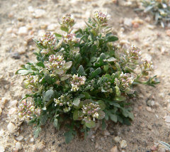 Lepidium lasiocarpum Shaggyfruit pepperweed