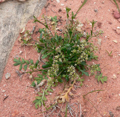 Lepidium lasiocarpum Shaggyfruit pepperweed