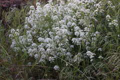 Lepidium montanum Mountain pepperweed Lepidium montanum Mountain pepperweed