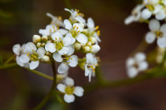 Lepidium montanum Mountain pepperweed Lepidium montanum Mountain pepperweed