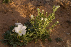 Lepidium thurberi Thurber
