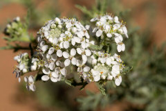 Lepidium thurberi Thurber