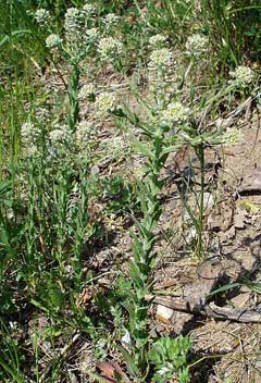 Lepidium campestre Pepperwort, Field pepperweed