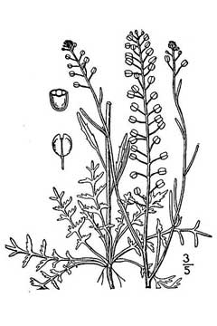 Lepidium densiflorum Common Pepperweed