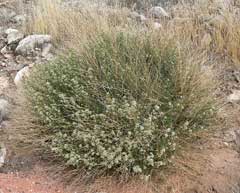 Lepidium fremontii Desert Pepperweed
