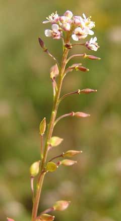 Lepidium graminifolium Grassleaf pepperweed