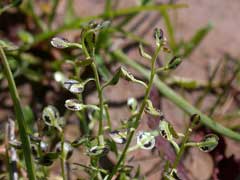 Lepidium nitidum Shining Pepperweed, Howell