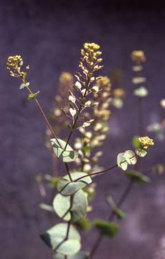 Lepidium perfoliatum Clasping pepperweed
