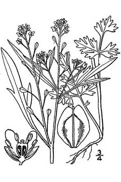 Lepidium_sativum Cress, Gardencress pepperweed
