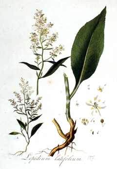 lepidium latifolium Dittander, Broadleaved pepperweed