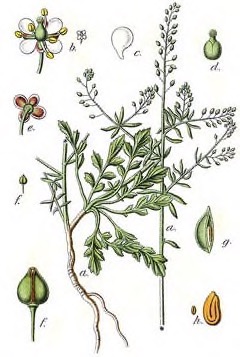 Lepidium spp. Perennial Lepidium