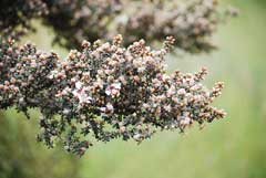Leptospermum lanigerum woolly tea-tree